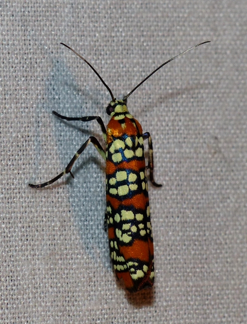 Ailanthus Webworm - <i>Atteva aurea</i>