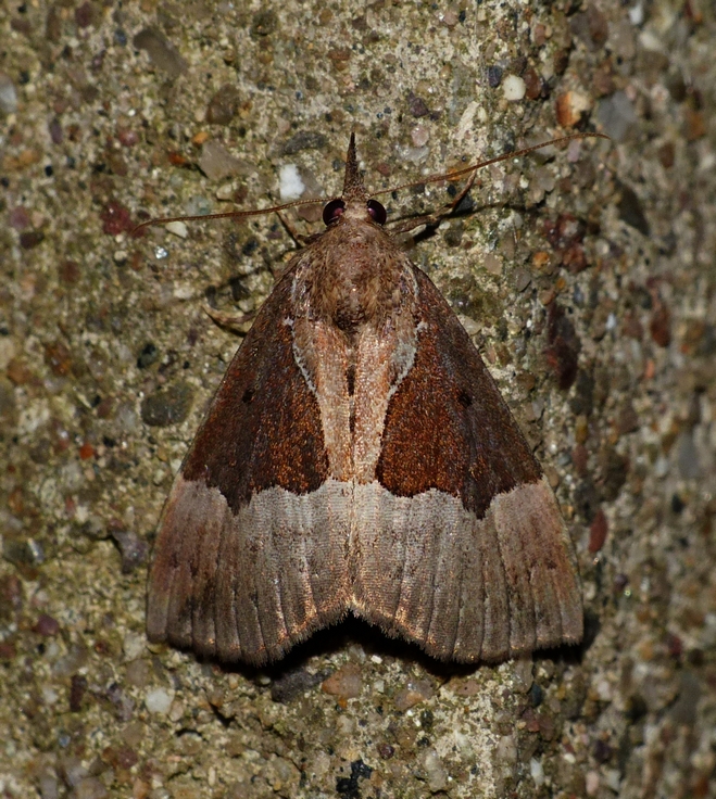 Dimorphic Bomolocha - <i>Hypena bijugalis</i>