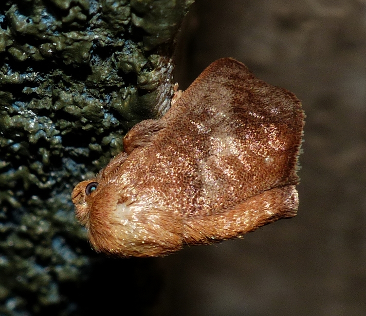 Crowned Slug Moth - <i>Isa textula</i>