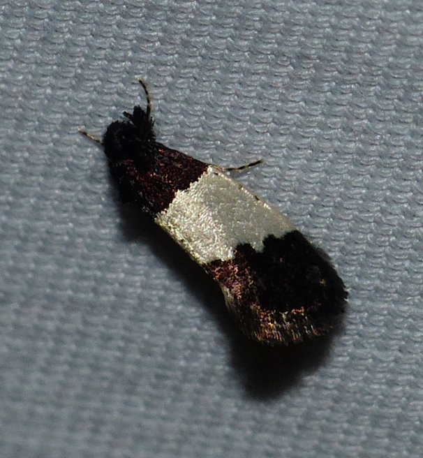 Clothes Moth - <i>Kearfottia albifasciella</i>