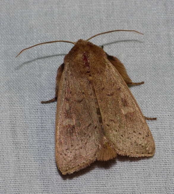 False Wainscot - <i>Leucania pseudargyria</i>