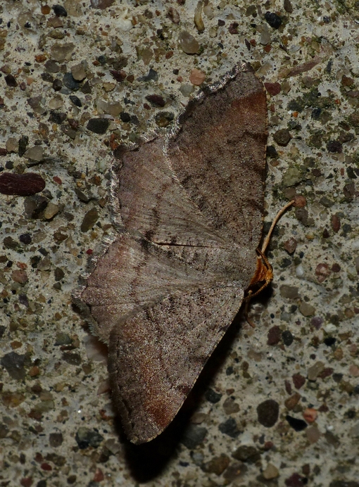 Minor Angle - <i>Macaria minorata</i>