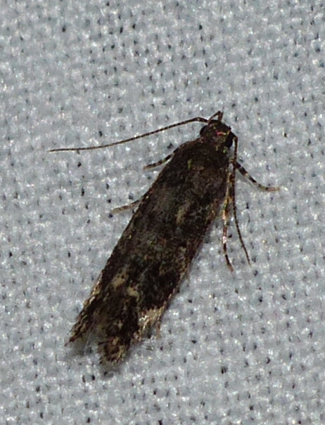 Moth