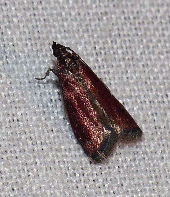 Moth - <i>Varneria postremella</i>