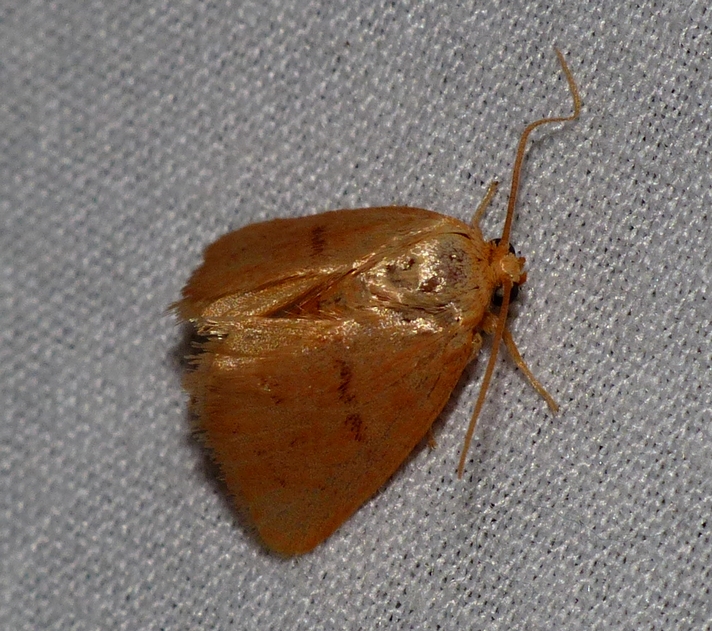 Red-crossed Button Slug Moth - <i>Tortricidia pallida</i>