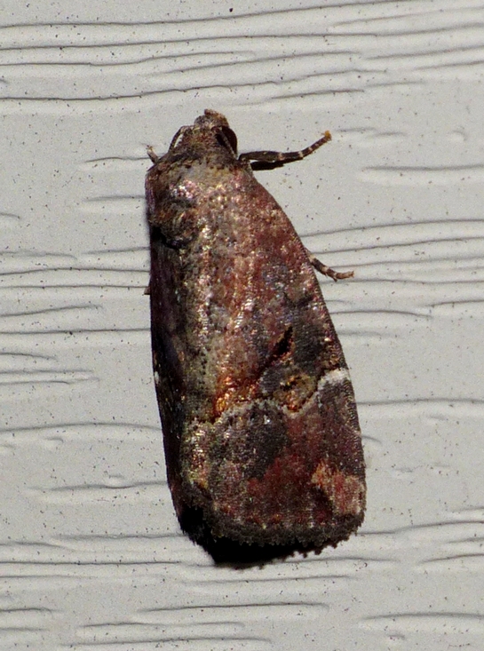 Variegated Midget - <i>Elaphria versicolor</i>