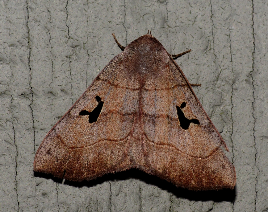 Brown Panopoda - <i>Panopoda carneicosta</i>