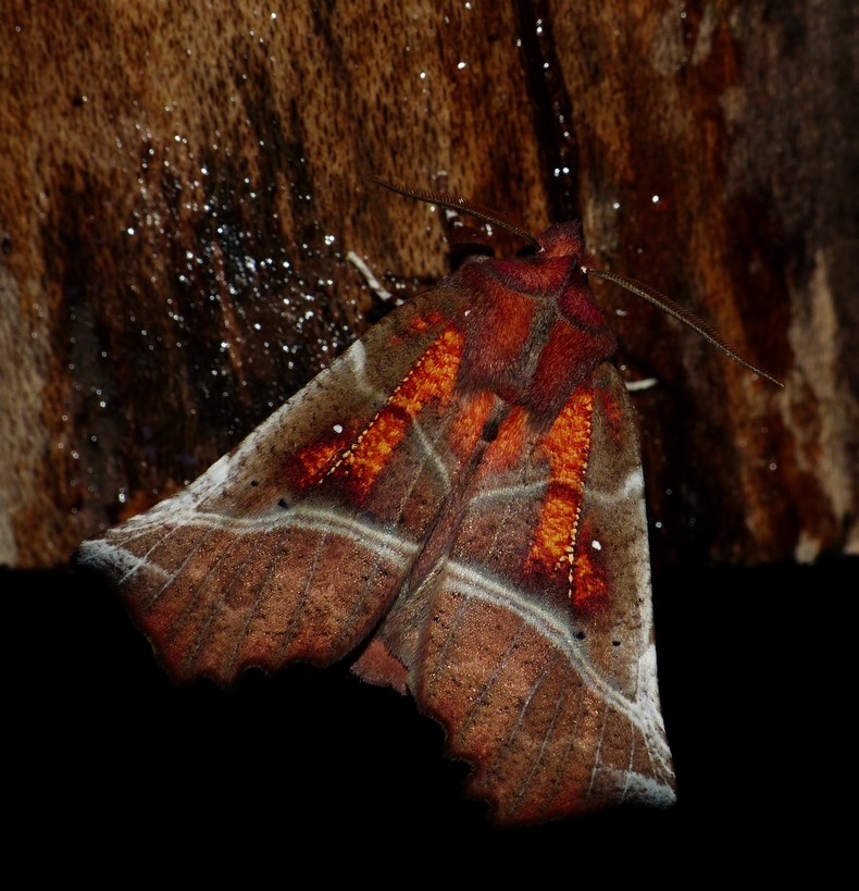 The Herald - <i>Scoliopteryx libatrix</i>