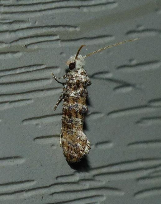 Speckled Xylesthia - <i>Xylesthia pruniramiella</i>