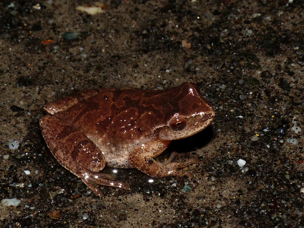 Spring Peeper - <i>Pseudacris crucifer</i>