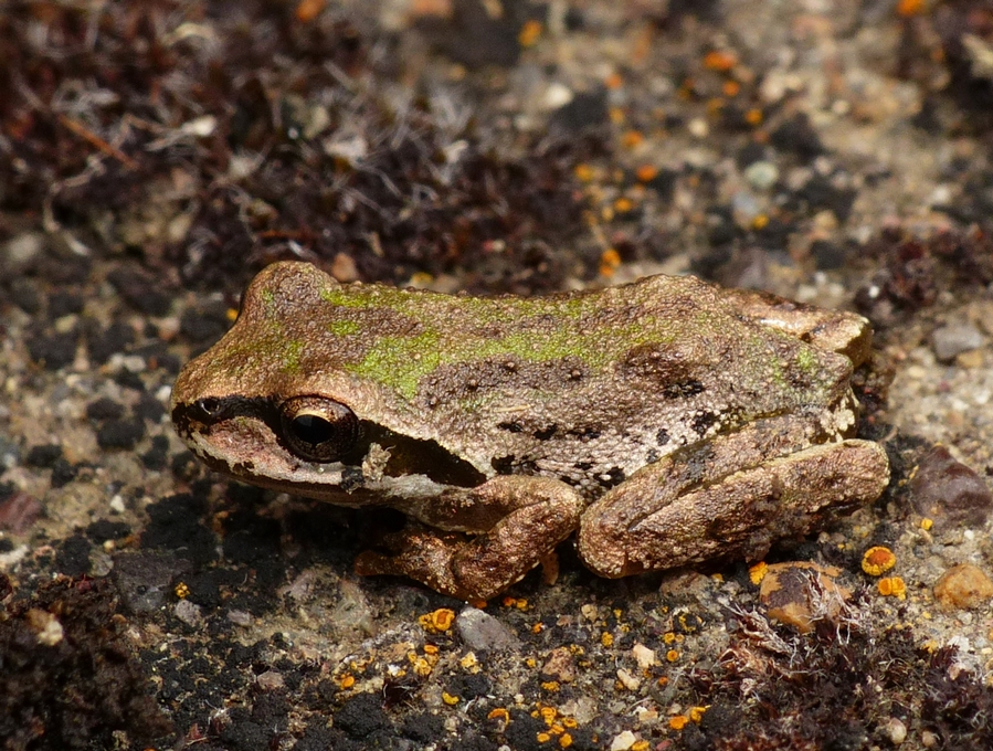 Pacific Chorus Frog - <i>Pseudacris regilla</i>