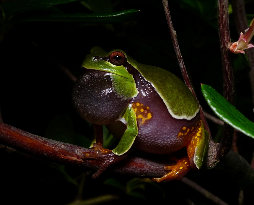 Pine Barrens Treefrog - <i>Hyla andersonii</i>