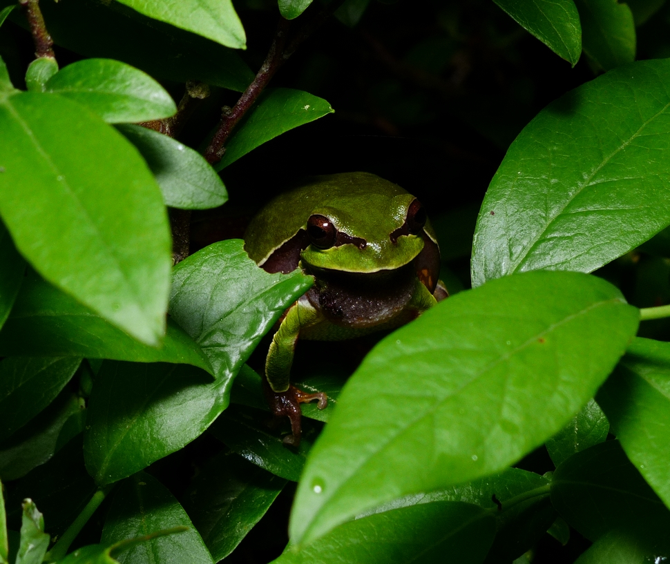 Pine Barrens Treefrog - <i>Hyla andersonii</i>