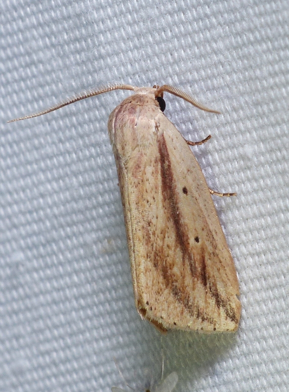 Feeble Grass Moth - <i>Amolita fessa</i>