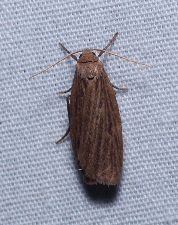 Pale Lichen Moth - <i>Crambidia pallida</i>