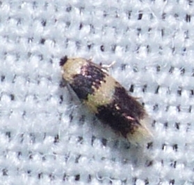 Moth - Stigmella macrocarpae