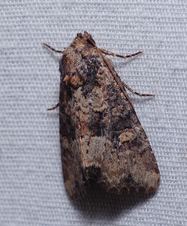 Broken-lined Brocade - <i>Mesapamea fractilinea</i>