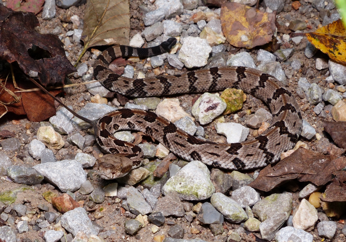 Timber Rattlesnake - <i>Crotalus horridus</i>