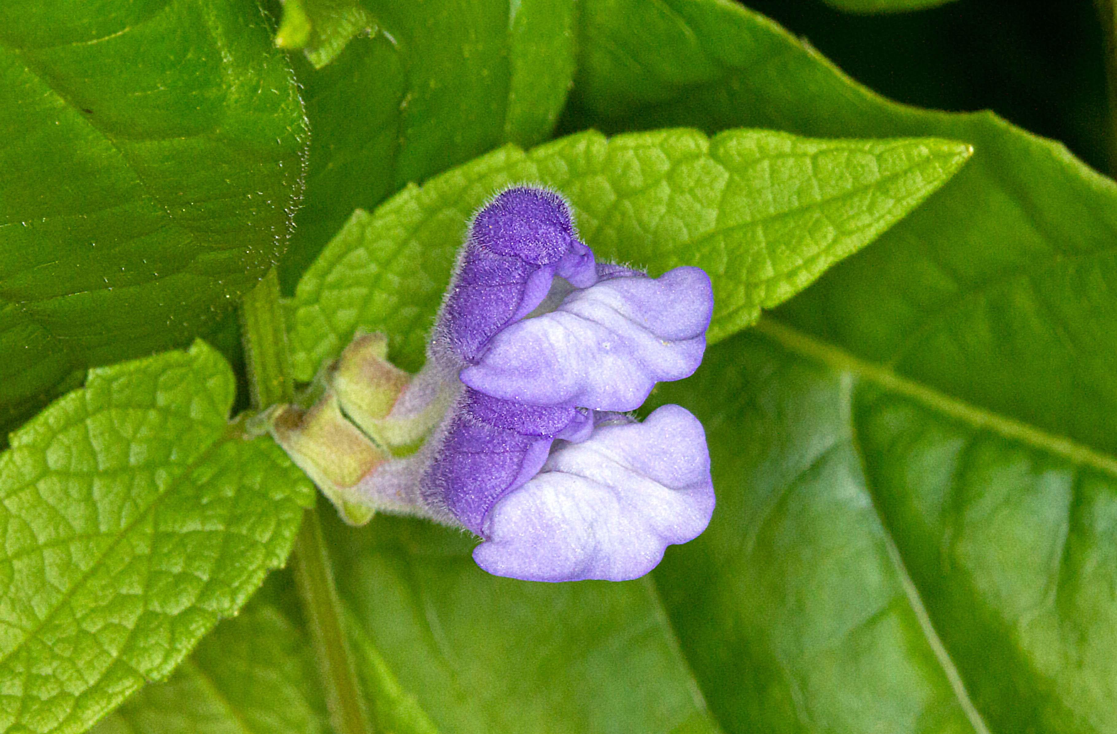 Common or Marsh Skullcap (Scutellaria galericulata)