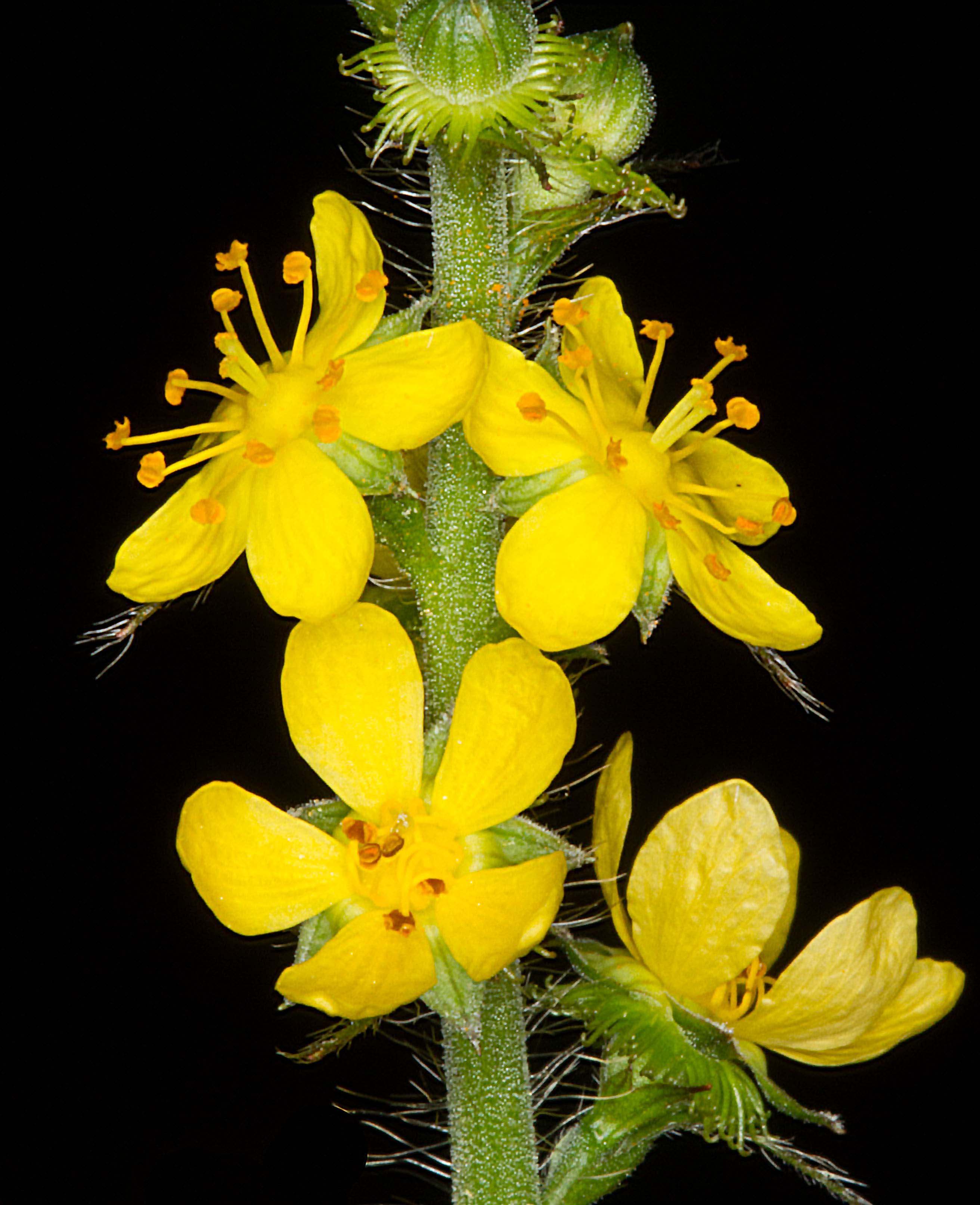 Agrimony (Agrimonia sp.)