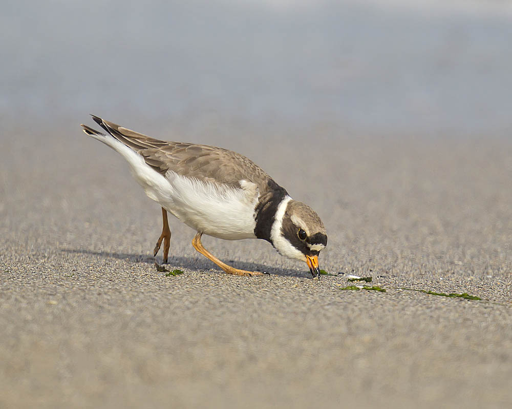 Ringed Plover 