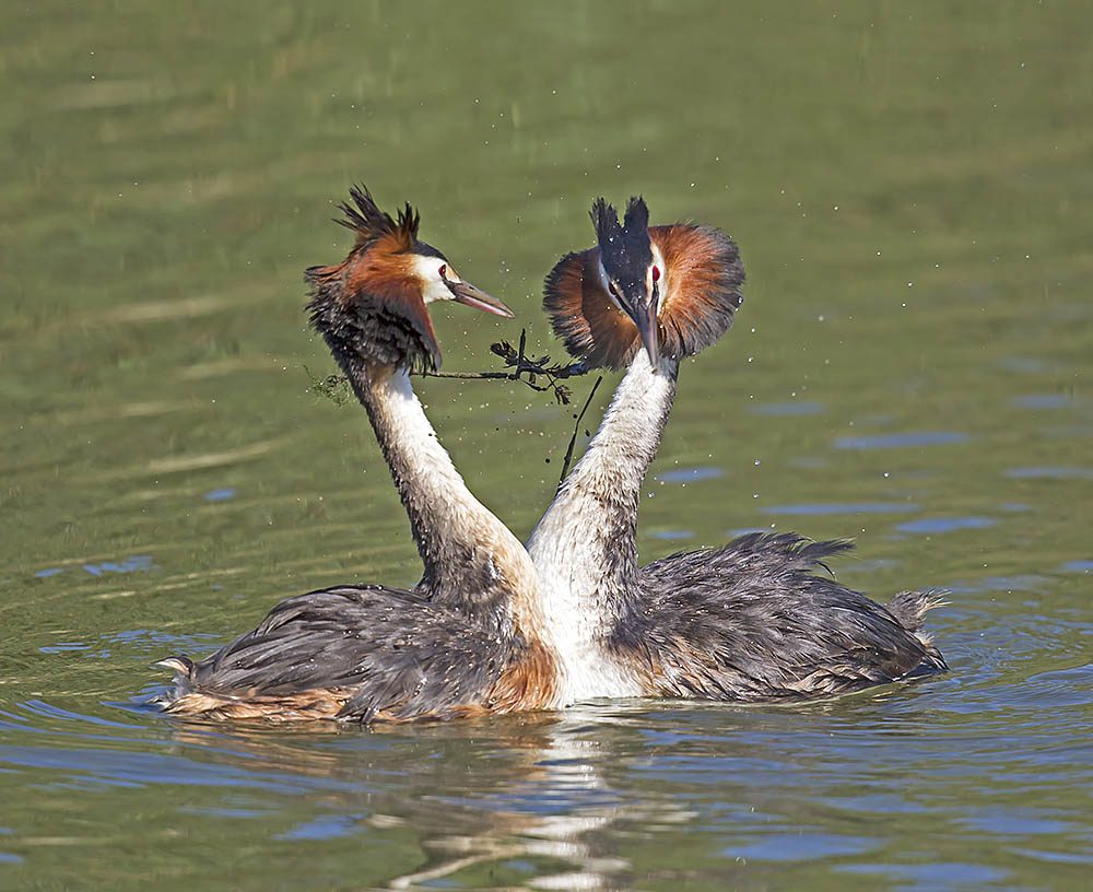 Great Crested Grebe