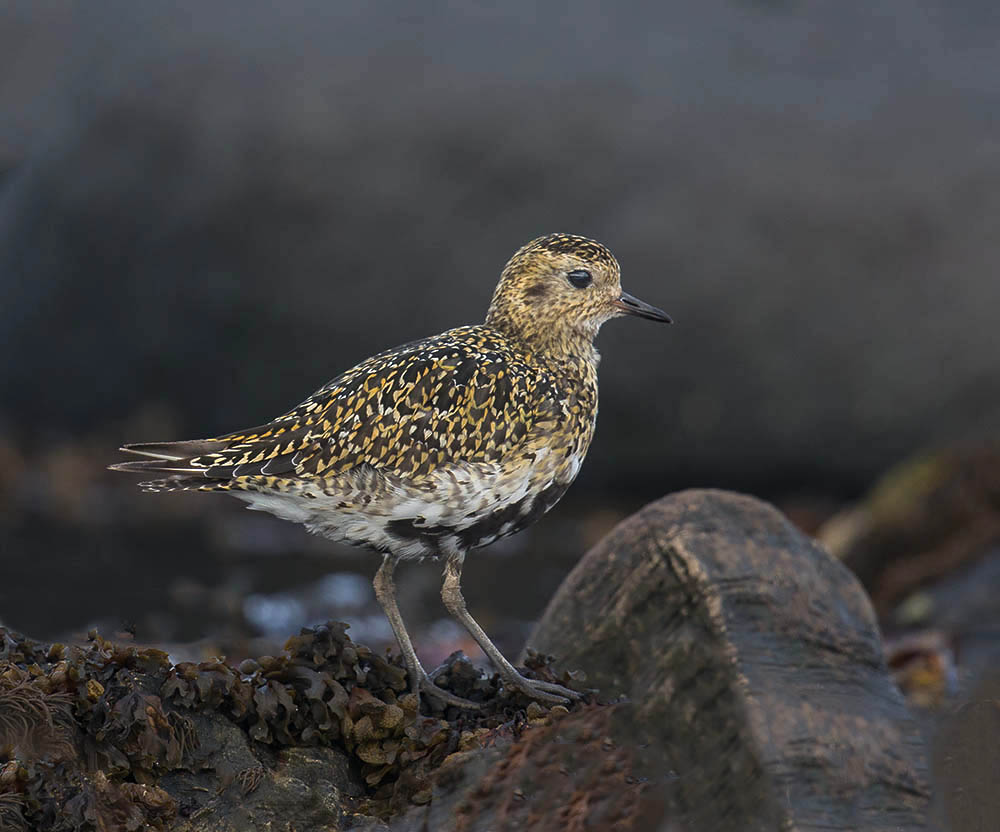 Golden Plover 