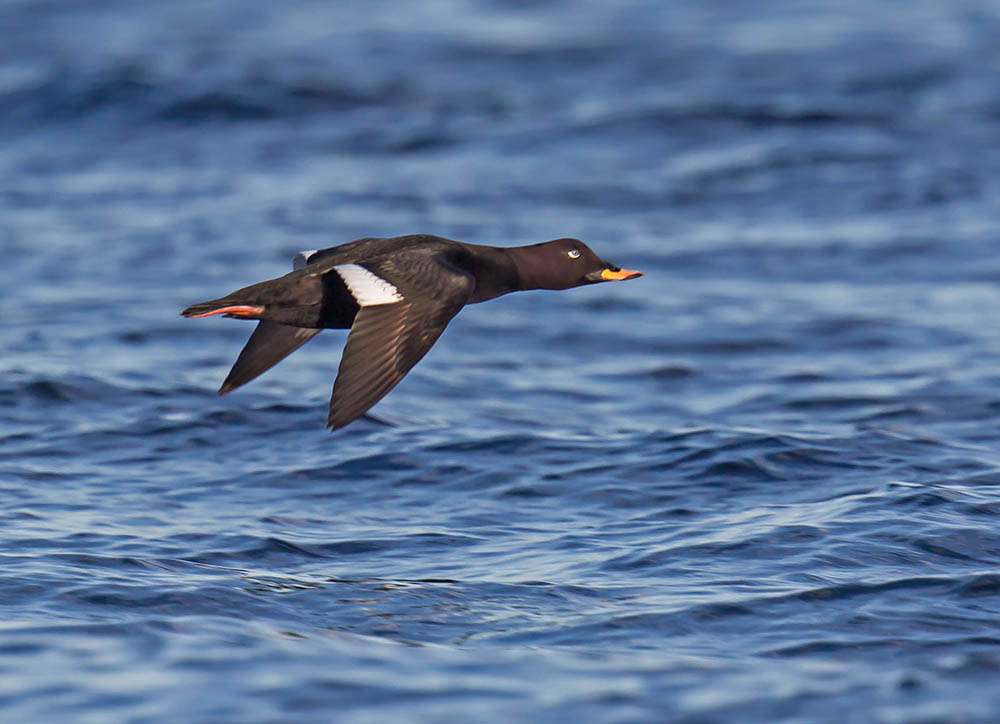 Velvet Scoter (drake)