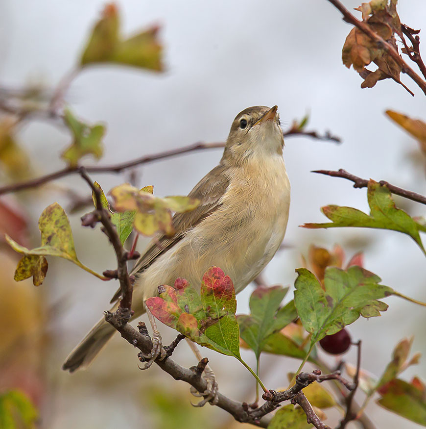 Booted Warbler 