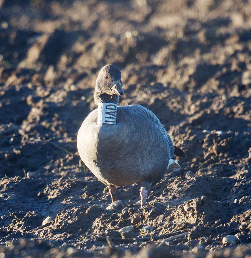 Pink-footed Goose 