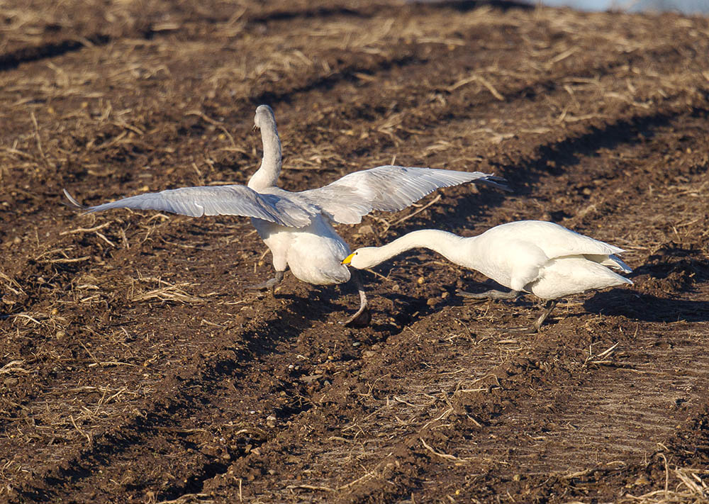 Whooper Swans 