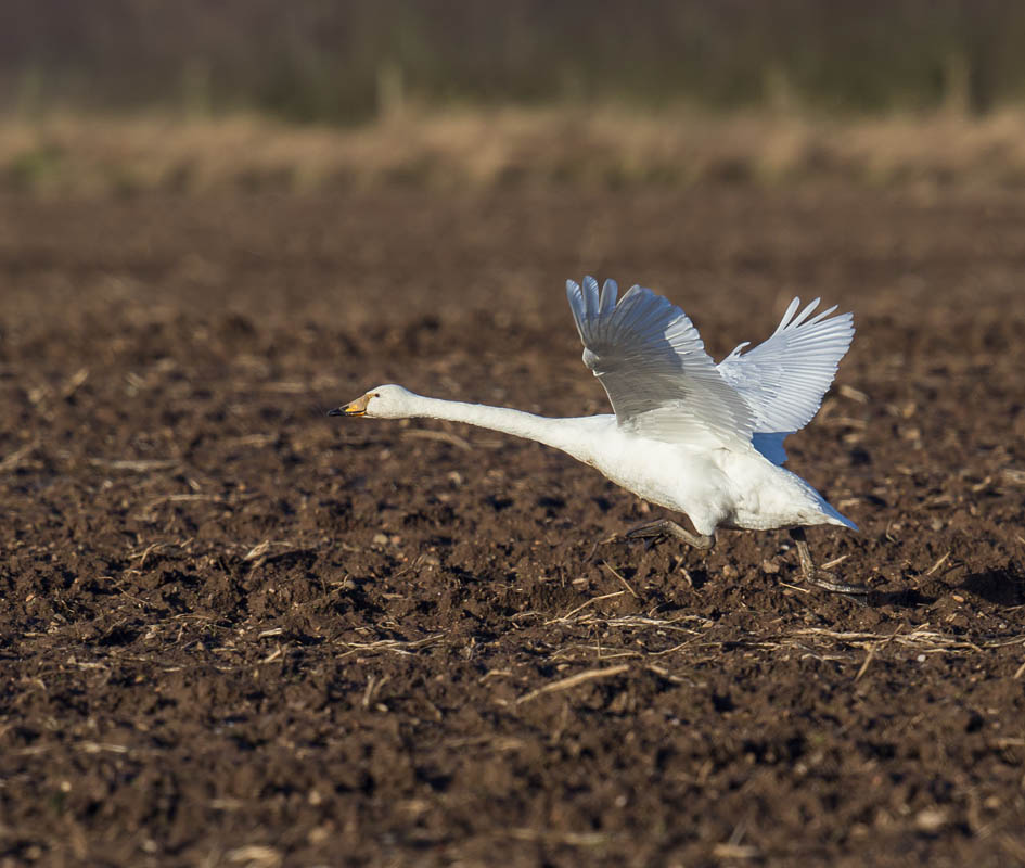 Whooper Swan 