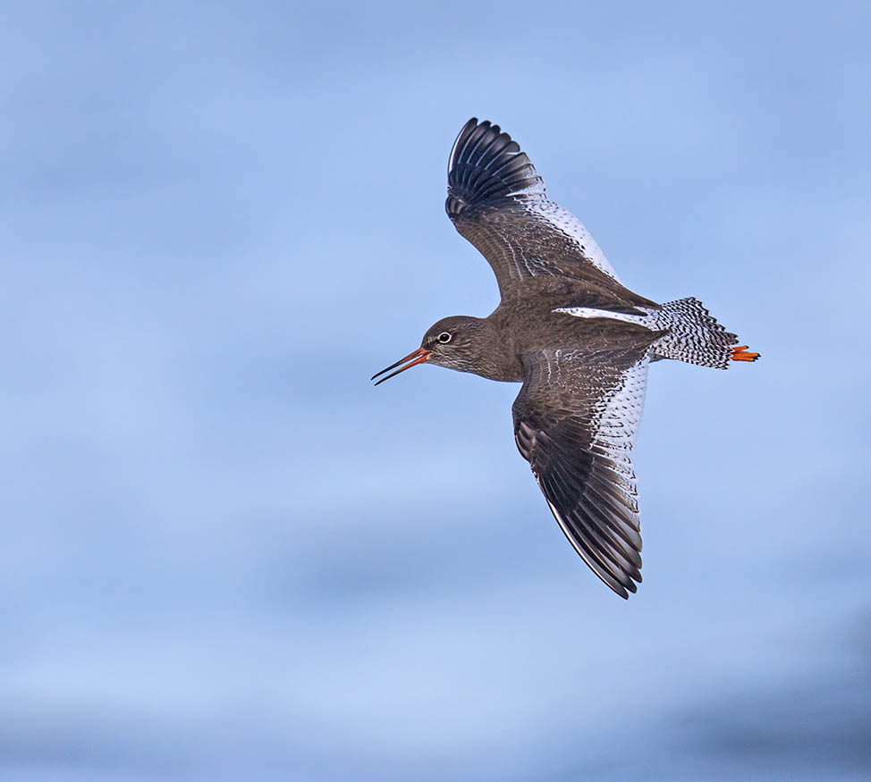 Redshank 