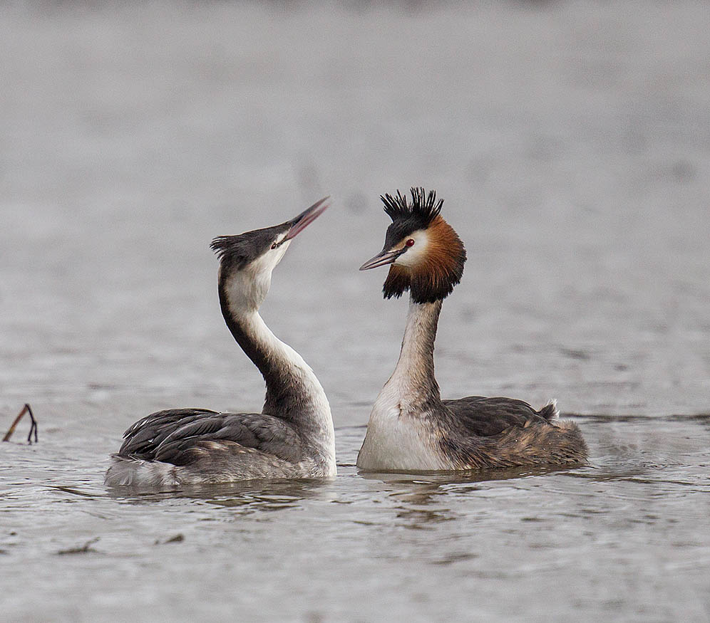 Great-crested Grebes 