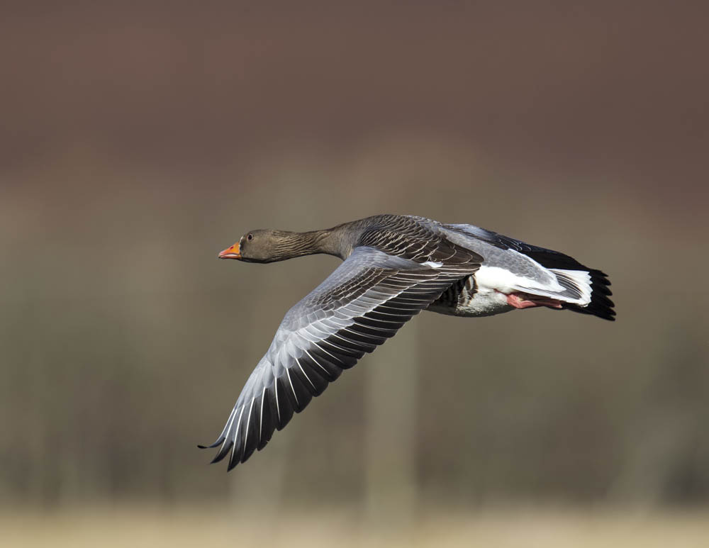 Greylag Goose