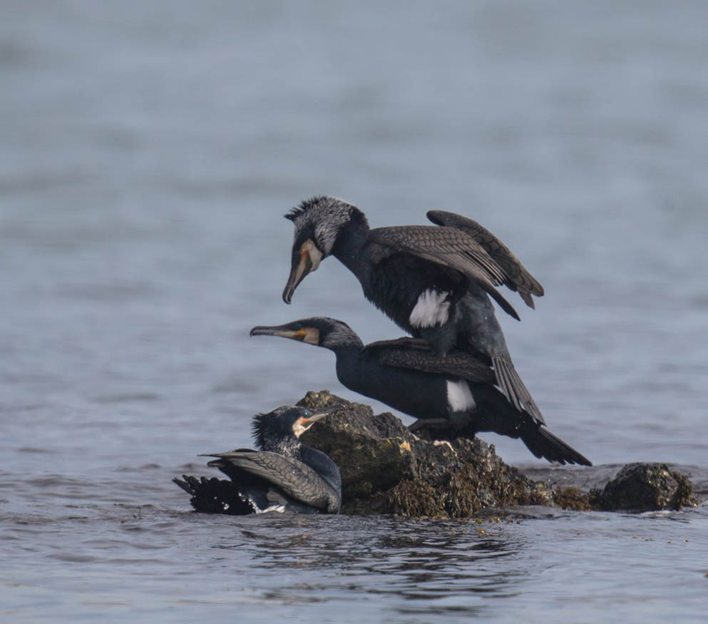 Cormorants