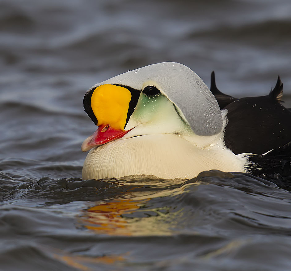 King Eider