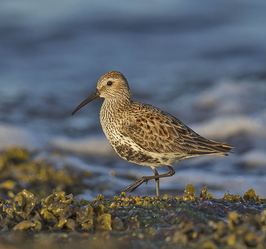 Dunlin 