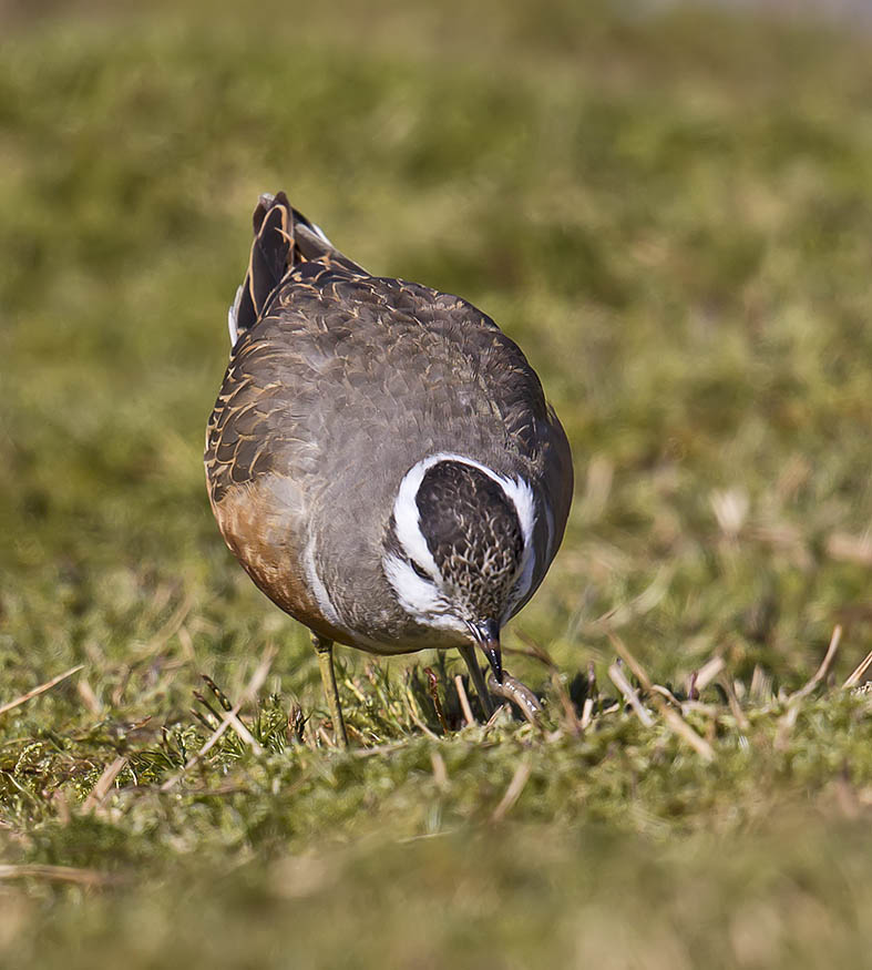 Dotterel (female)