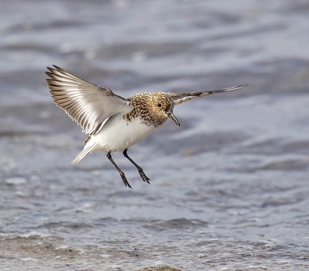 Sanderling 