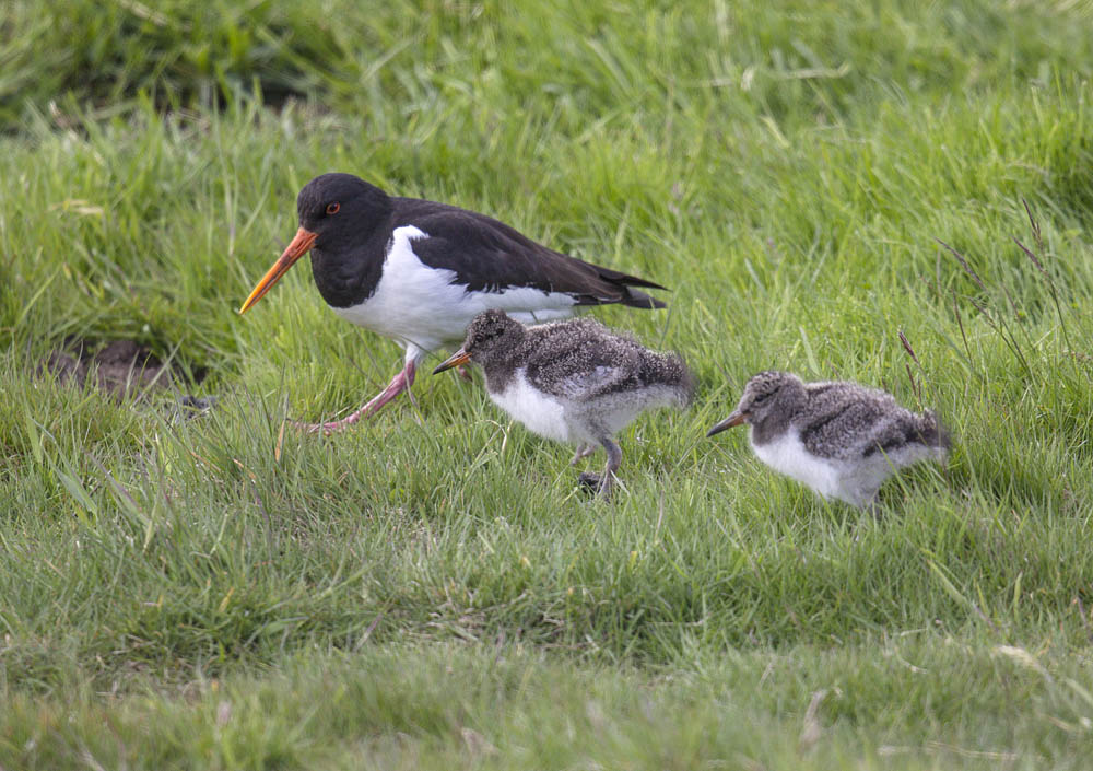 Oystercatcher with chicks