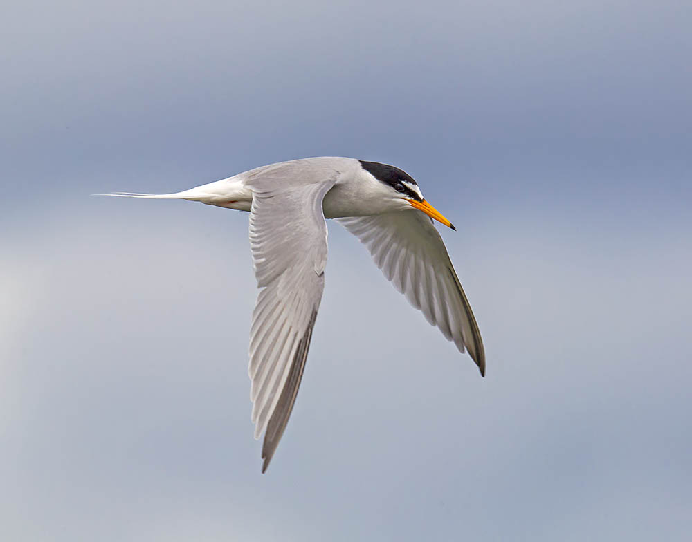 Little Tern 