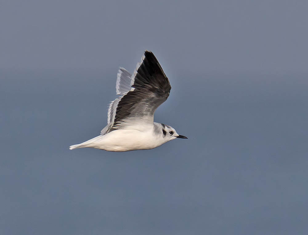 Little Gull (adult winter)