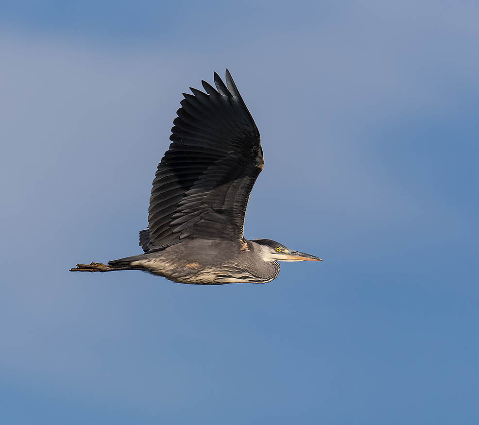 Grey Heron 