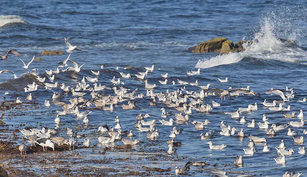 Gulls 