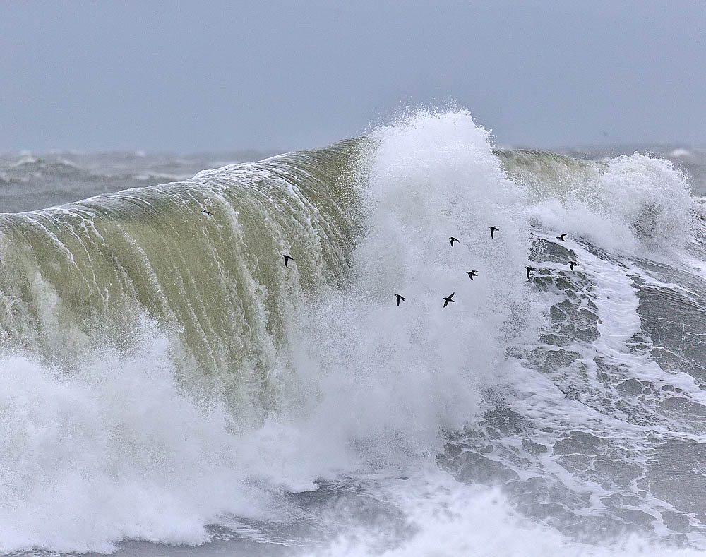 Little Auks