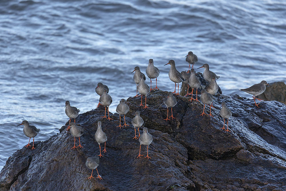 Redshank 