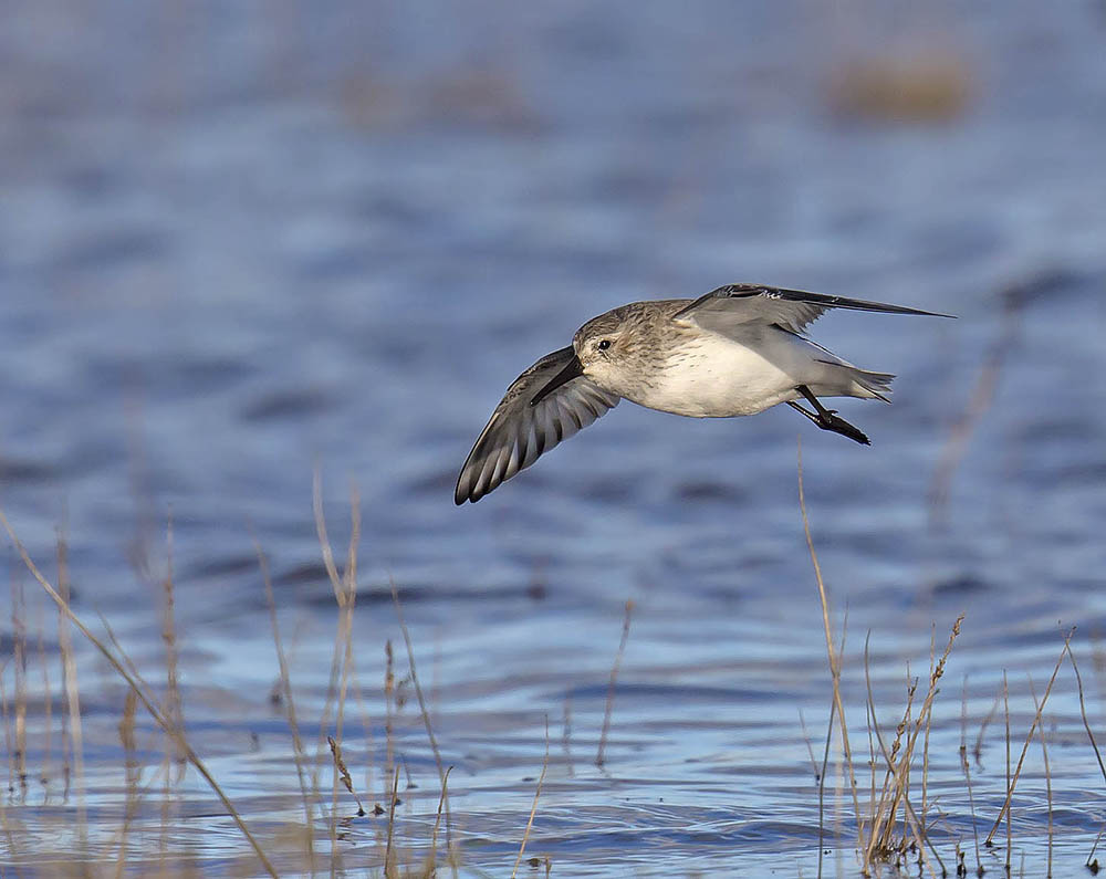 Dunlin 