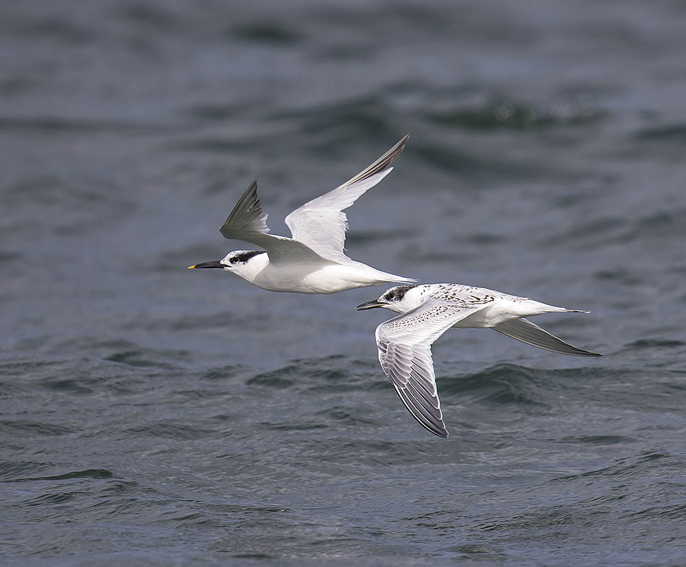 Sandwich Tern 