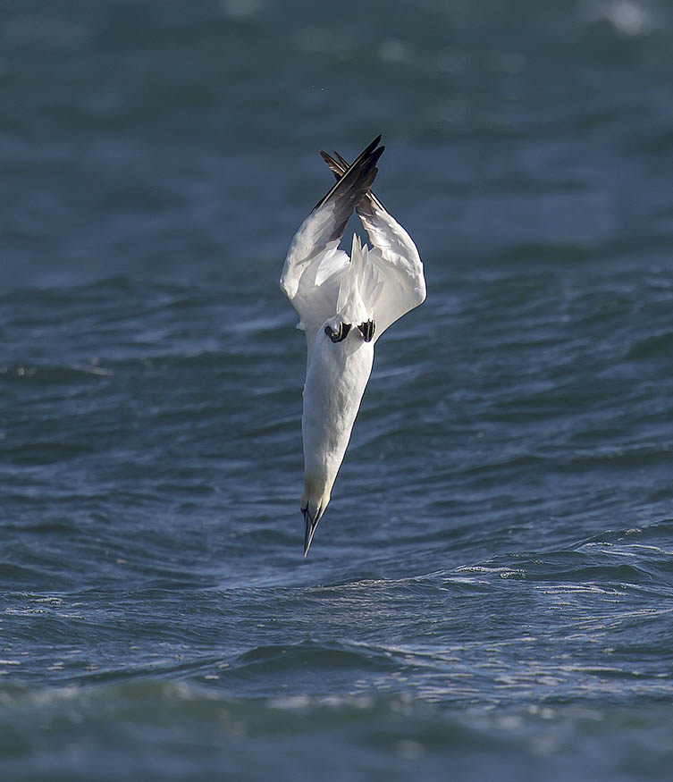 Gannet 